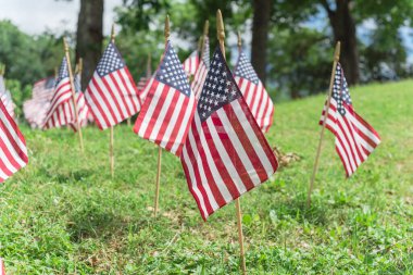 Dallas, Teksas 'taki Anma Günü' nde Amerikan bayrakları olgun ağaçların altında yeşil çimlerde sergileniyor.