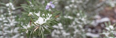 Panoramic blooming purple rosemary flower under freezing snow blanket near Dallas, Texas, USA clipart
