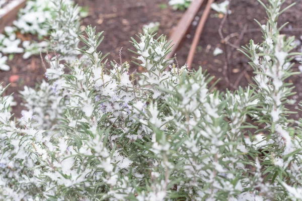 Gartenbeet mit Bewässerungssystem und Blüte lila Rosmarinblüte im Schnee in der Nähe von Dallas, Texas — Stockfoto