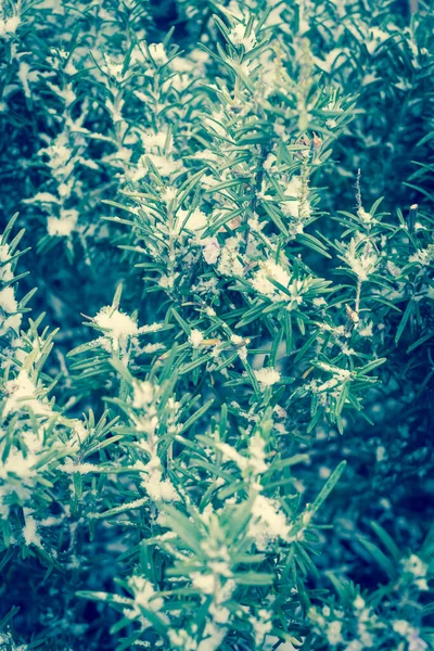 Imagem filtrada flor de alecrim roxo sob congelamento cobertor de neve perto de Dallas, Texas, EUA — Fotografia de Stock