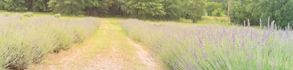 Flor panorámica fila de arbustos de lavanda a finales de primavera en la granja de flores en Gainesville, Texas, Estados Unidos — Foto de Stock