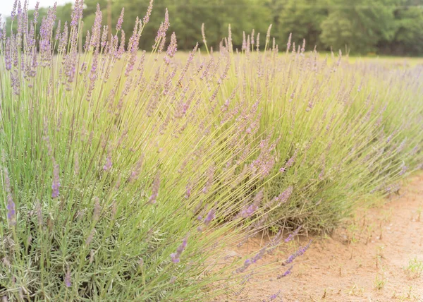 Blühender Lavendelstrauch mit verschwommenem Baumhintergrund auf einer Blumenfarm in Gainesville, Texas, USA — Stockfoto