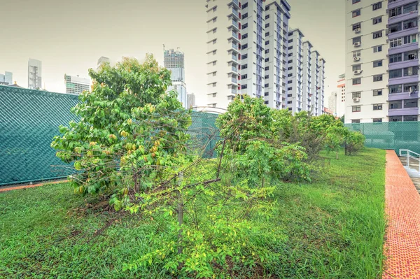 Jardín Azotea Con Pasarela Ladrillo Hilera Árboles Frutales Tropicales Moderno — Foto de Stock