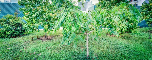 Maçã otaheita panorâmica no jardim tropical do telhado do condomínio moderno em Chinatown, Singapura — Fotografia de Stock