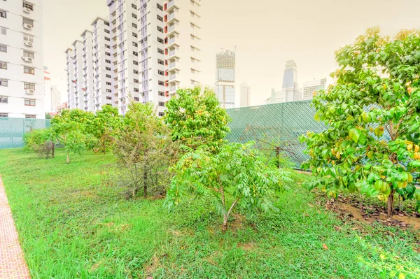 Jardín tropical ecológico con pasarela de ladrillo en la azotea del condominio moderno en Singapur — Foto de Stock
