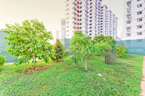 新加坡唐人街现代公寓顶层热带花园的橄榄石苹果树 — 图库照片