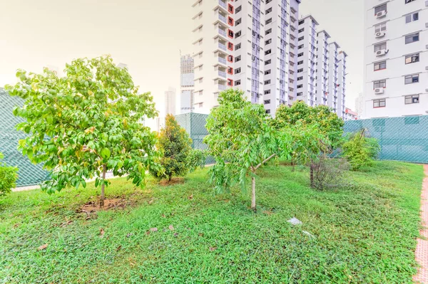 Pommier otaheite au jardin tropical sur le toit de la copropriété moderne à Chinatown, Singapour — Photo