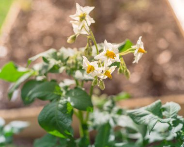 Çiçek açan beyaz çiçekler, açık sarı kadife çiçekleri, yükseltilmiş yatak bahçesinde yetiştirilen patates bitkilerinin üzerinde.