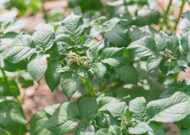 Üst görünüm patates tomurcuklarını kapatır. Bulanık samanlı bitkilerin arkaplanı açılmadan önce iptal edilir.