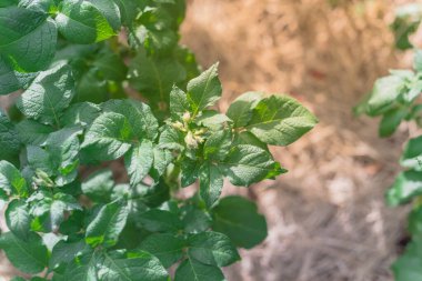 Üst görünüm patates tomurcuklarını kapatır. Bulanık samanlı bitkilerin arkaplanı açılmadan önce iptal edilir.