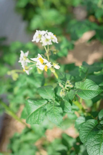 Blossom bunga putih dengan stamen kuning terang pada tanaman kentang yang dibudidayakan di kebun tempat tidur yang ditanam — Stok Foto