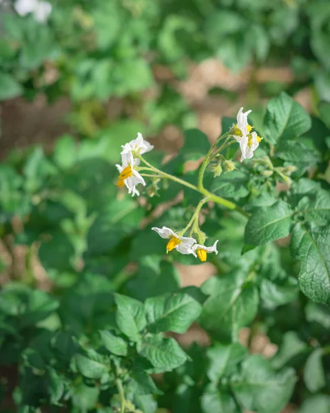 Tutup bunga-bunga putih stamen kuning cerah pada kentang dan jerami kabur mulsa latar belakang — Stok Foto