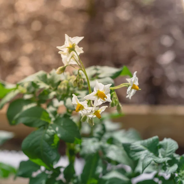 Flores blancas de flor con estambre amarillo brillante en las plantas de patatas cultivadas en el jardín de la cama elevada —  Fotos de Stock
