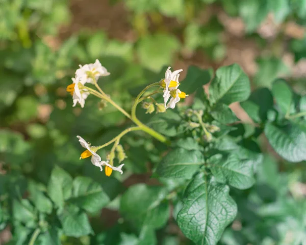 Tutup bunga-bunga putih stamen kuning cerah pada kentang dan jerami kabur mulsa latar belakang — Stok Foto