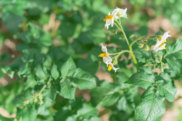 Tutup bunga-bunga putih stamen kuning cerah pada kentang dan jerami kabur mulsa latar belakang — Stok Foto