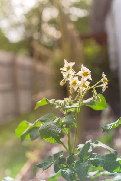 Blommande vita blommor med ljusa gula stamen pÃ ¥potatisplantor vÃ ¤xer nÃ ¤ra trÃ ¤staket — Stockfoto