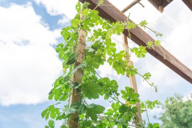 Dallas, Teksas, Amerika 'nın arka bahçesinde dikey çardakta yetişen sert kavun bitkisi. Sarı çiçekli ve meyveli ev yapımı Karela üzümleri.