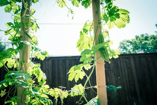 Trädgård Trädgård Med Trästaket Och Växande Bitter Melon Växt Blomma — Stockfoto