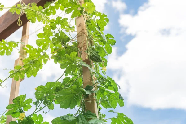 Vigorous bitter melon plant growing on vertical trellis with wooden post and jute string ties at backyard garden near Dallas, Texas, America. Homegrown karela vines with yellow flower and fruits