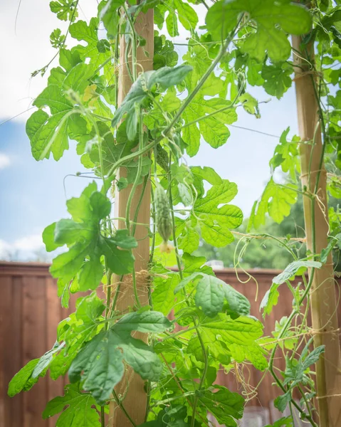Asma sarmaşıklara asılmış taze kavun meyvelerini jüt iplerle kapatın. Dallas, Teksas, Amerika yakınlarındaki arka bahçede yetişen Karela.