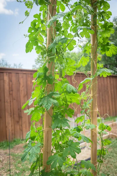 Jardín Del Patio Trasero Con Valla Madera Cultivo Flores Frutas — Foto de Stock