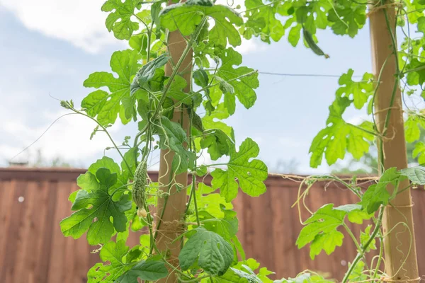 Ahşap çitli organik bahçe ve büyüyen kavun çiçeği sarı meyveler.