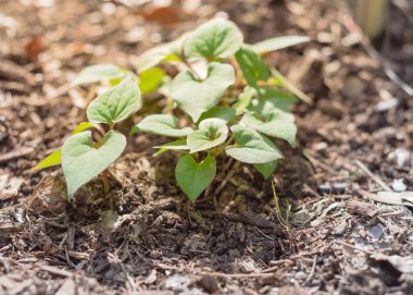 Dallas, Teksas, ABD yakınlarındaki gübre tabakası üzerinde bukalemun ve sarmaşık çalılarıyla dolu bahçe yatağı.
