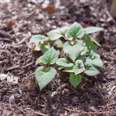 Chameleon bush cultivated on raised bed garden with thick organic matter layer near Dallas, Texas, USA clipart