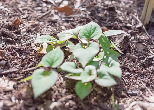 Arbusto camaleón DOF poco profundo cultivado en un jardín de lecho elevado con una gruesa capa de materia orgánica cerca de Dallas, Texas, EE.UU. — Foto de Stock