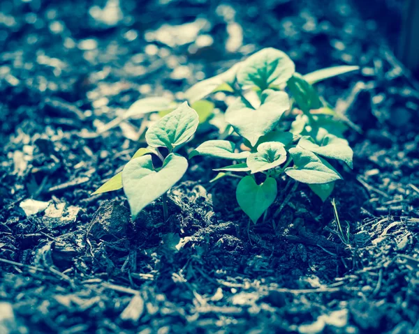 Immagine filtrata camaleonte cespuglio coltivato su letto rialzato giardino con strato di materia organica spessa vicino Dallas, Texas, Stati Uniti d'America — Foto Stock