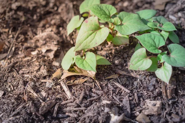 Menutup semak bunglon dibudidayakan di kebun tempat tidur dengan lapisan bahan organik tebal dekat Dallas, Texas, Amerika Serikat — Stok Foto