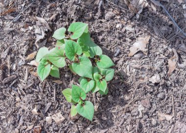 Dallas, Teksas, ABD yakınlarındaki gübre tabakası üzerinde bukalemun ve sarmaşık çalılarıyla dolu bahçe yatağı.