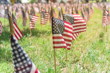 Dallas, Teksas 'ta Anma Günü' nde çim Amerikan bayrakları yeşil çimlerde sergileniyor.