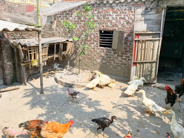 越南农村典型的砖制鸡舍，鸡鸡、鸡、鸭啄食谷类 — 图库照片