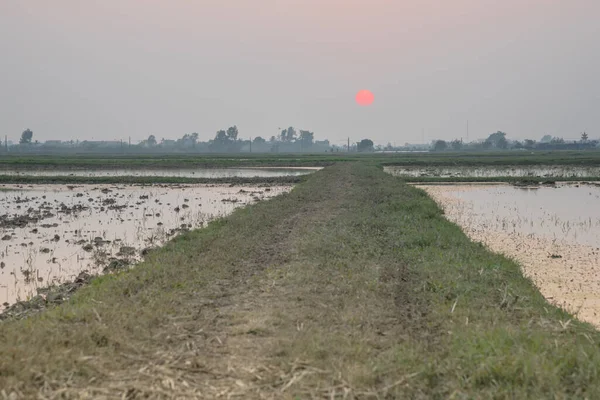 Route agricole boueuse mène à la ligne horizontale avec coucher de soleil dans la rizière inondée dans le nord du Vietnam — Photo