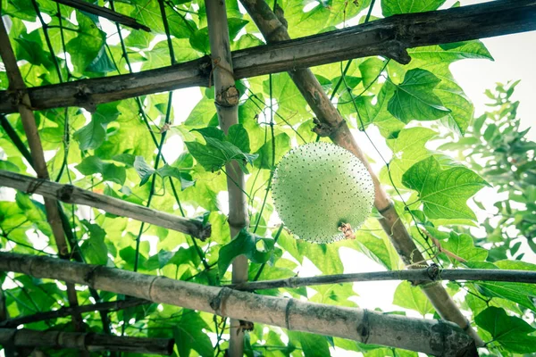 Uppåtvy grön Momordica Cochinchinensis eller Gac frukt på vinstockar på bambu spaljéer i Vietnam — Stockfoto