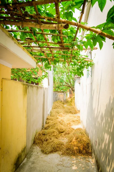 Small alley at countryside residential house with Gac fruit bamboo trellis and rice straw mulch in Vietnam — Stock Photo, Image