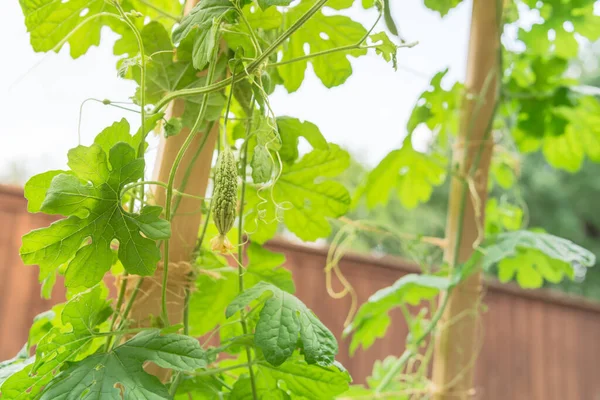 Buah melon pahit muda tergantung pada tanaman merambat pada teralis kayu dengan tali jute ikatan di Texas, Amerika Serikat — Stok Foto