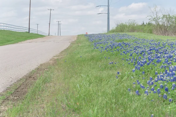 Close up bluebonnet flor ao longo da estrada íngreme país com cerca de piquete branco e postes de energia no Texas, EUA — Fotografia de Stock