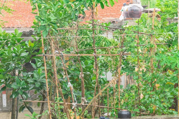 Tipico giardino tropicale rurale con traliccio di bambù e alberi da frutto in campagna Vietnam del Nord — Foto Stock