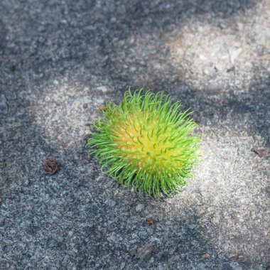 Singapur 'daki tropikal bahçenin yakınındaki beton zeminde yeşil Rambutan meyvesi üzerine doğal gölge ışığı.