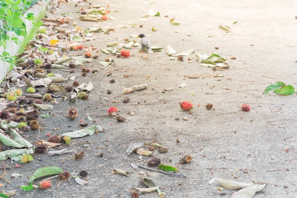 Ripen rambutan gyümölcs és levelek beton padlón út mellett trópusi kert Szingapúrban — Stock Fotó