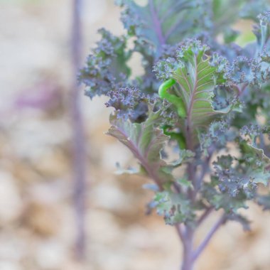 Dallas, Teksas, Amerika yakınlarındaki organik bahçede kıvrılmış kırmızı lahana üzerinde sürünen yeşil tırtıl.