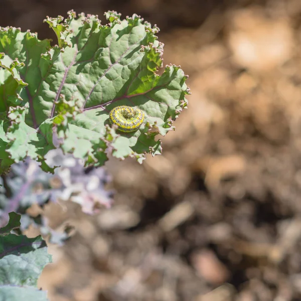 Close-up gele en groene rups kruipende aanval gekrulde boerenkool bladeren op verhoogde bed tuin in Dallas, Texas, Verenigde Staten — Stockfoto