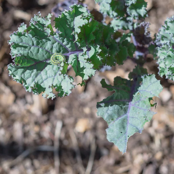 Tutup kuning dan hijau ulat merangkak serangan keriting daun kale di kebun tempat tidur yang dinaikkan di Dallas, Texas, Amerika Serikat — Stok Foto