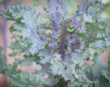 Teksas, Dallas 'taki yükseltilmiş yatak bahçesinde kıvrılmış kırmızı lahana üzerinde sürünen tırtıl böceği.