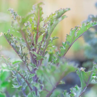 Dallas, Teksas, ABD 'deki yükseltilmiş yatak bahçesinde kıvrımlı lahana üzerinde sürünen sığ tırtıl böceği.