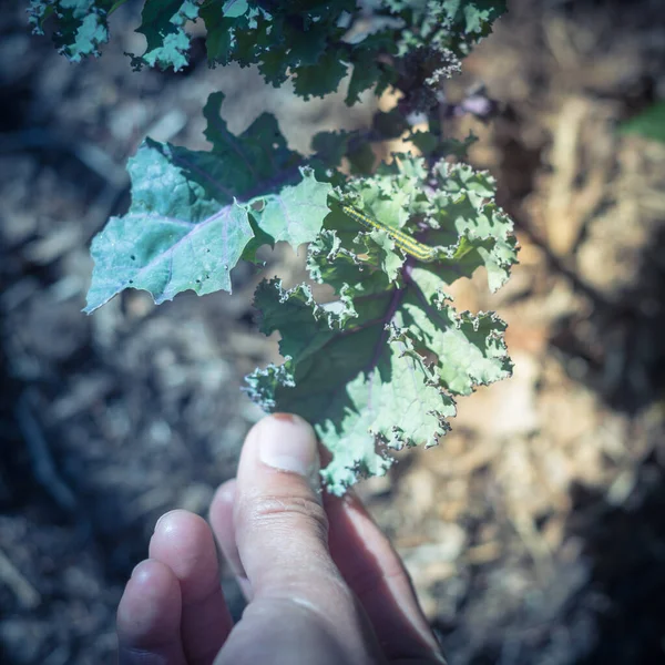 Tangan memetik kuning dan hijau ulat serangan pada homegrown curled scarlet kale kontrol hama organik — Stok Foto