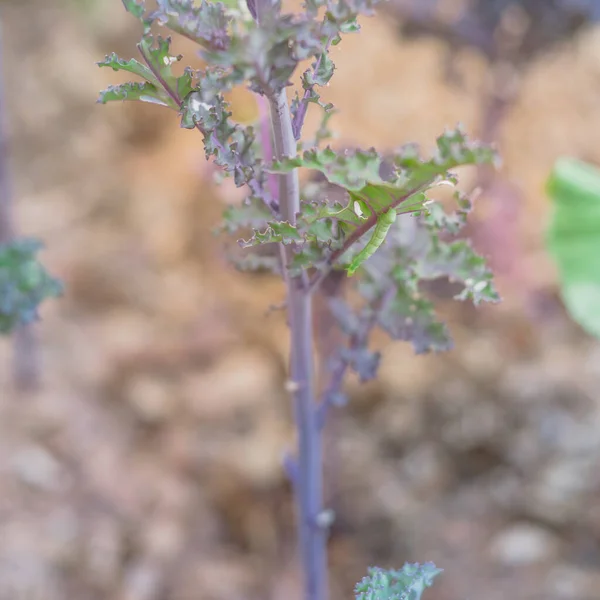 Πράσινη κάμπια σέρνεται στο κατσαρό κόκκινο λάχανο σε οργανικό κήπο κοντά στο Ντάλας, Τέξας, Αμερική — Φωτογραφία Αρχείου