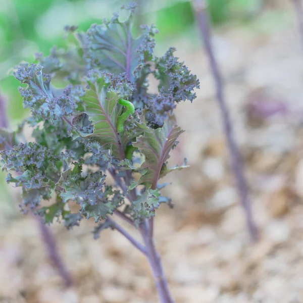 Groene rups kruipend op gekrulde rode kool in biologische tuin bij Dallas, Texas, Amerika — Stockfoto